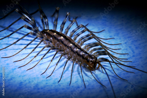 scutigera
