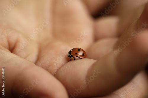 ladybug photo