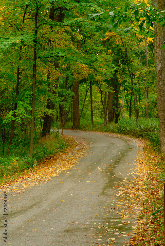 Obraz premium road into forest