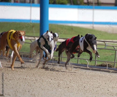 greyhound racing © Wimbledon