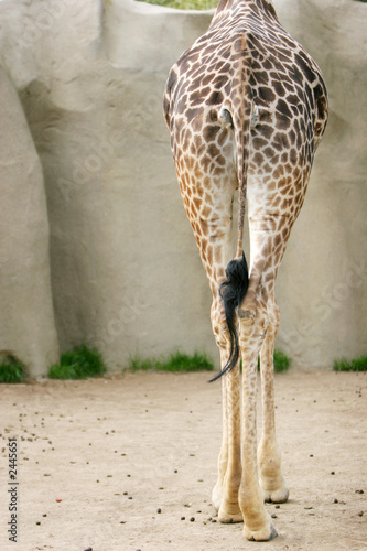back of a giraffe