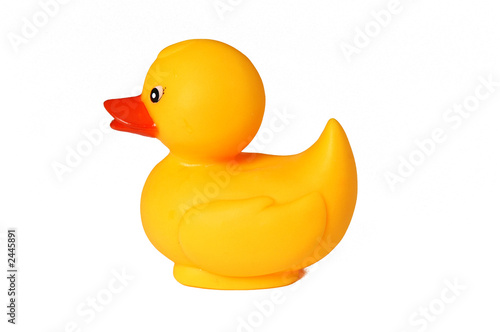 rubber duck