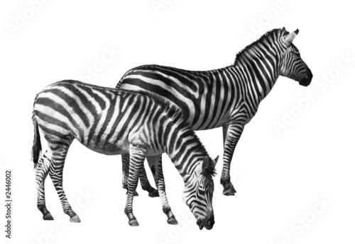 couple of zebras over white background