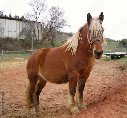 Slika na platnu workhorse