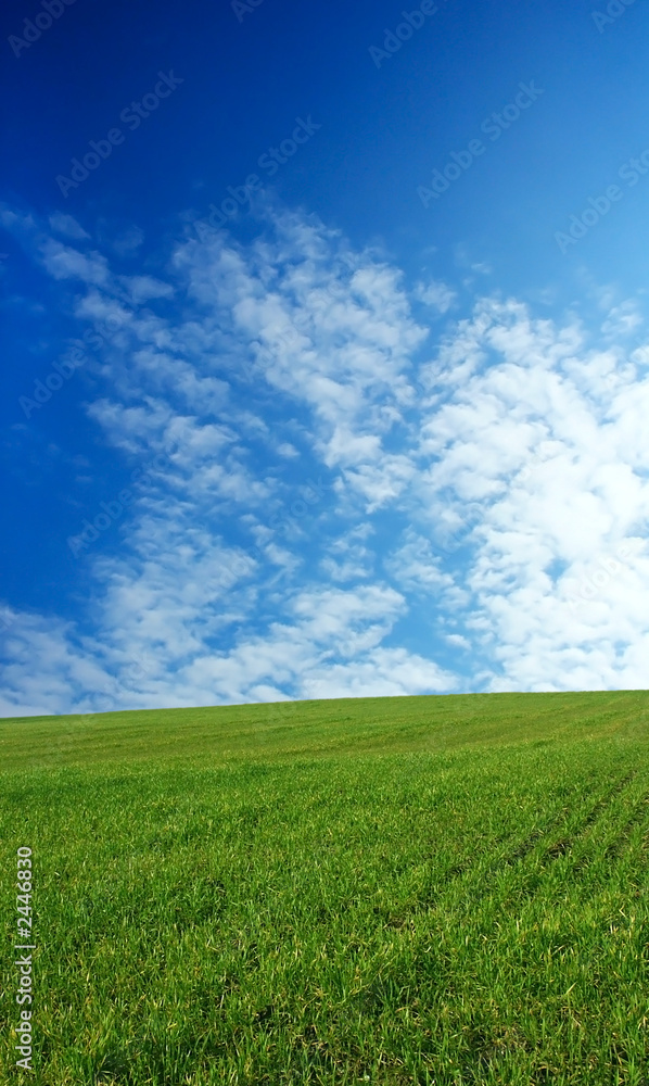 wheat field over beautiful sky 3