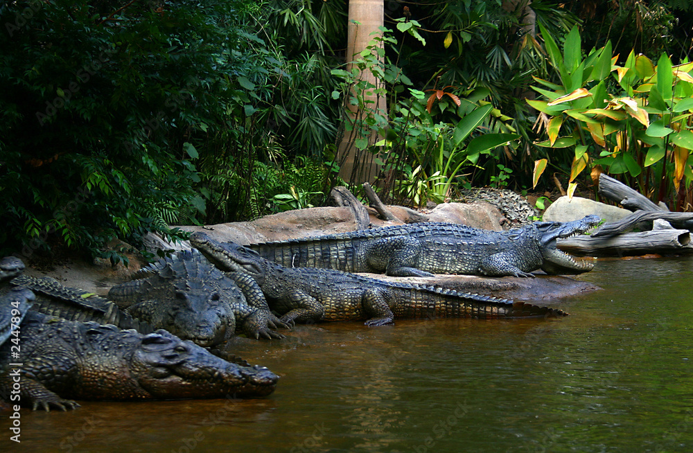 alligators alligators