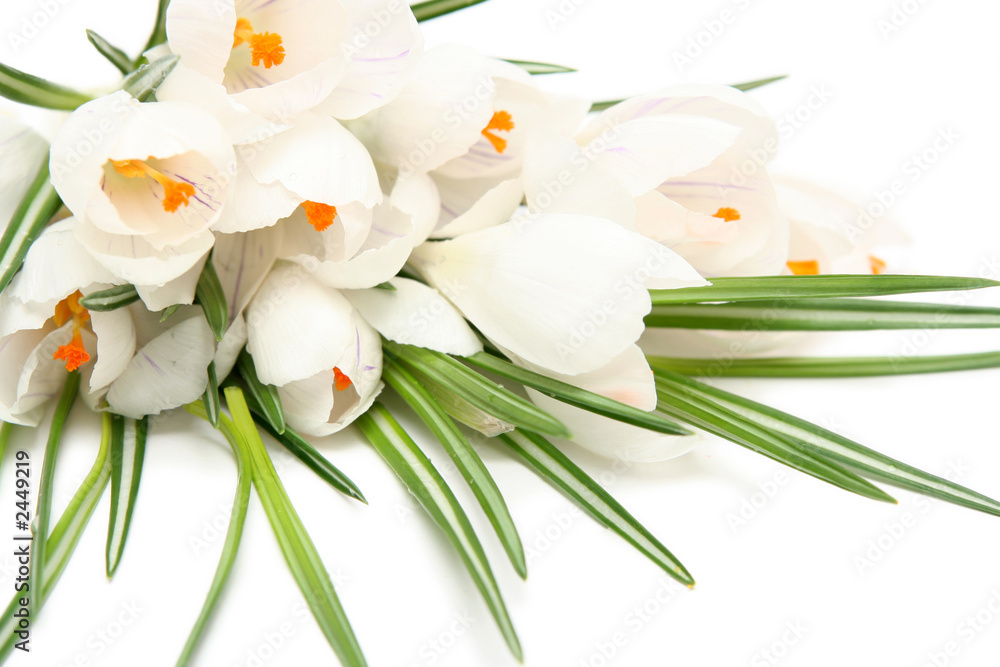 white crocus on white white crocus on white