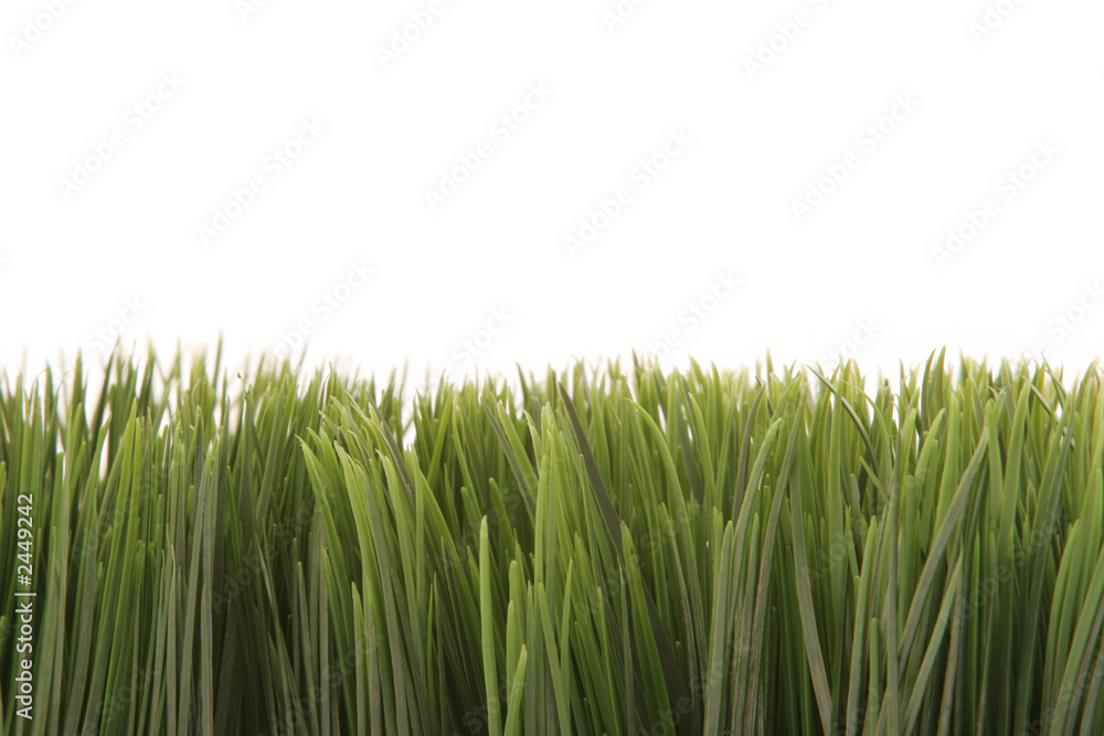 Fototapeta premium green grass with copyspace