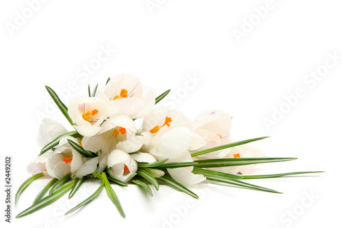 white crocus on white