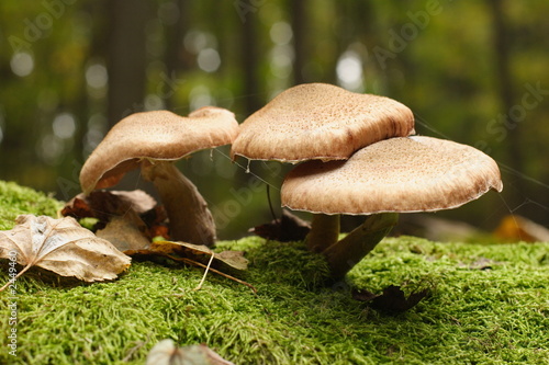fungi