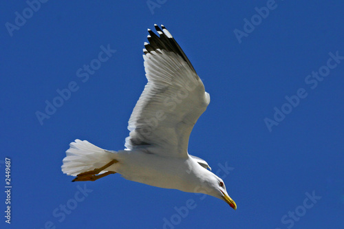 gabbiano in volo