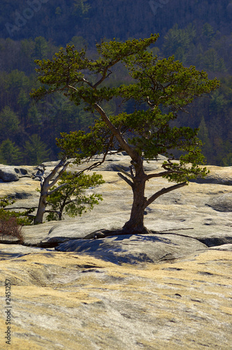 lone tree