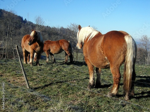 palomino photo