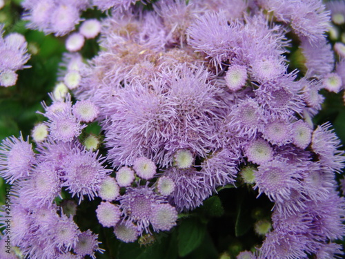 violet flowers