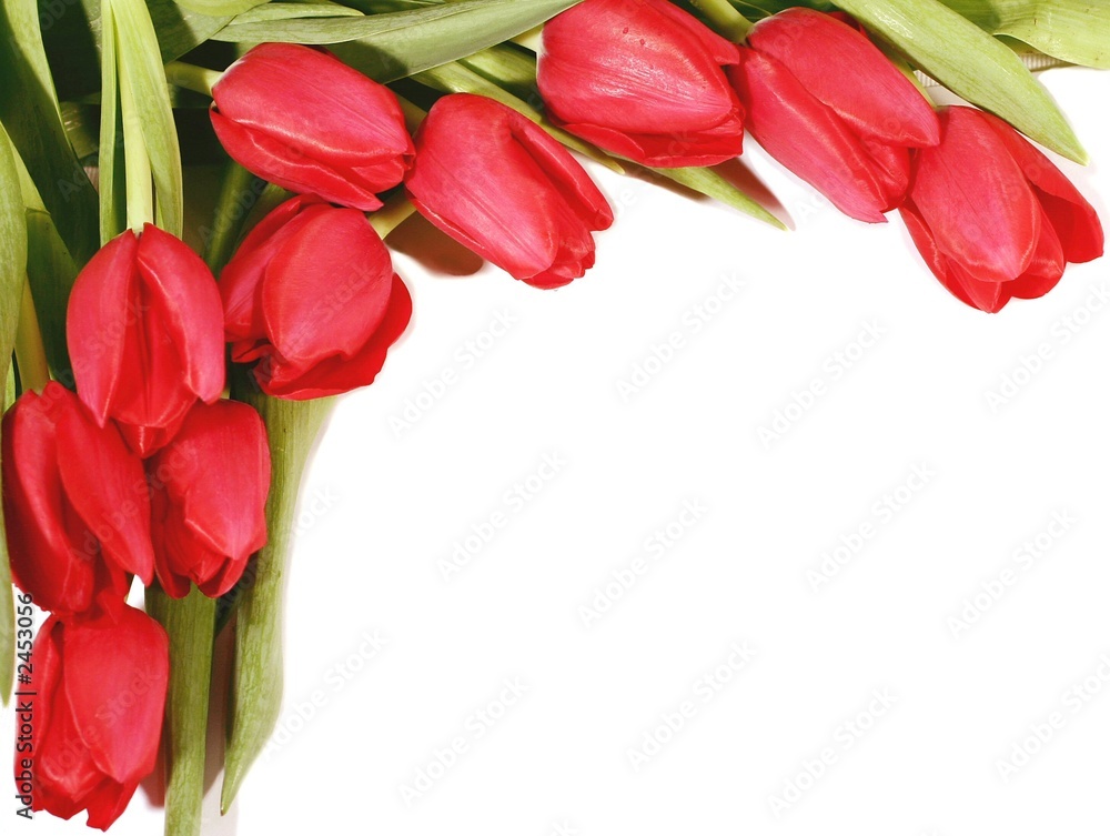 tulpenrahmen tulpenrahmen