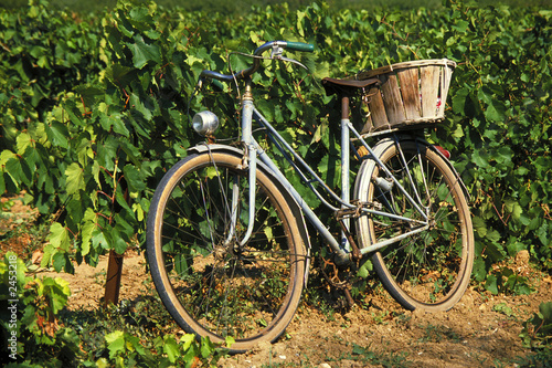bicycle in vineyard