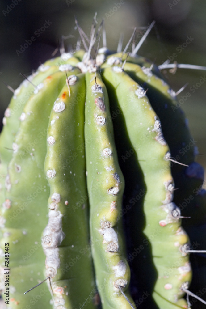 cactus macro cactus macro