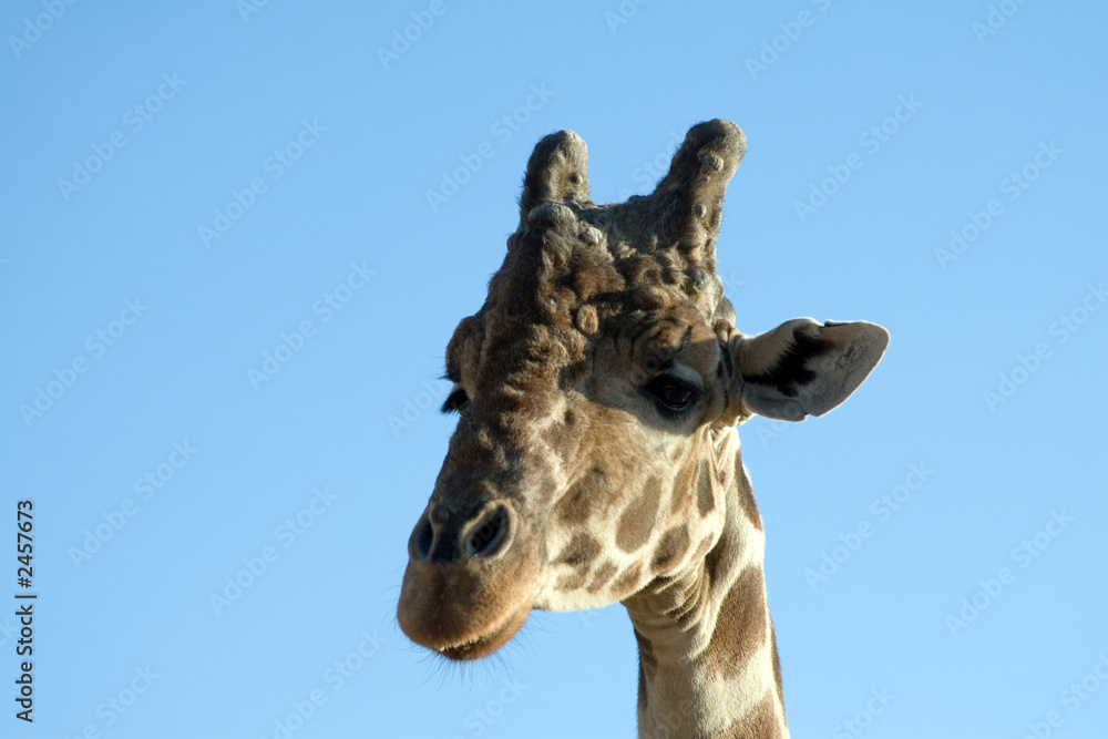 giraffe close-up