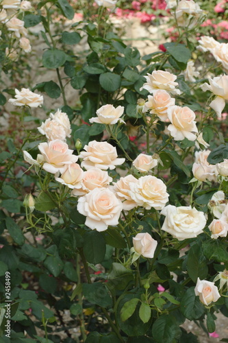 roses