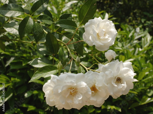 rose