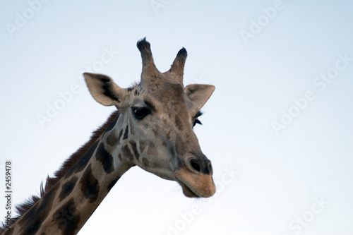 Fototapeta Naklejka Na Ścianę i Meble -  giraffe close-up