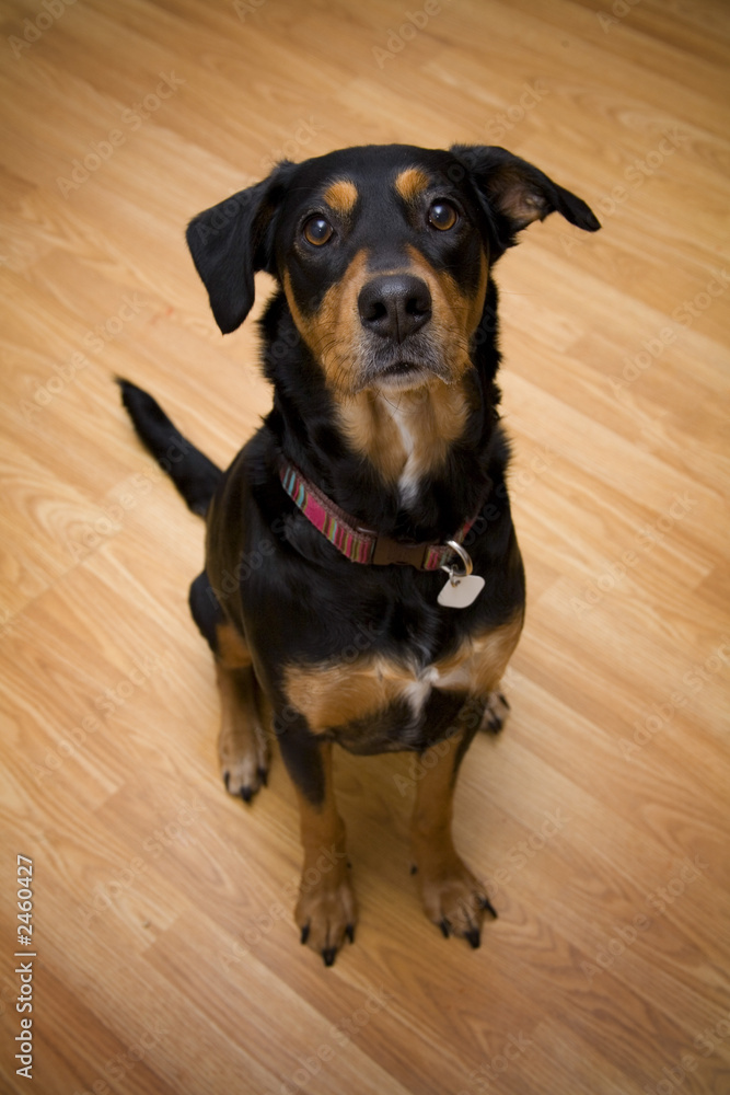 Fototapeta premium dog