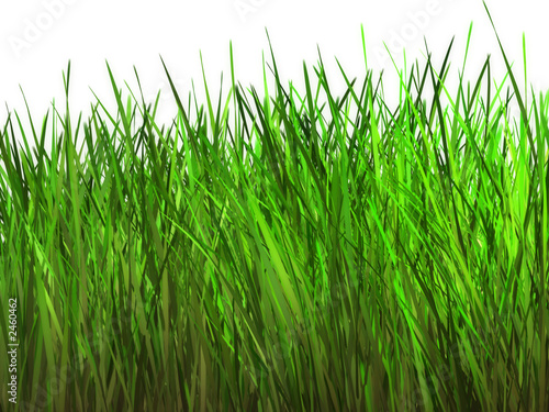 summer grass