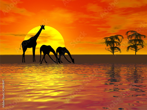 sunset with giraffes