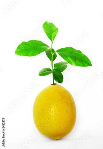 impossible lemon tree