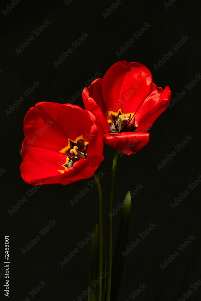 tulipes rouges 01 tulipes rouges 01