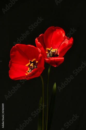 tulipes rouges 01