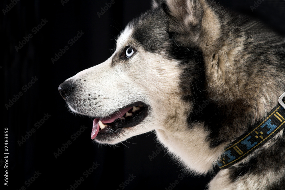 Fototapeta premium husky