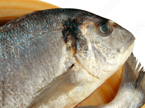 Tableau sur toile gilthead bream