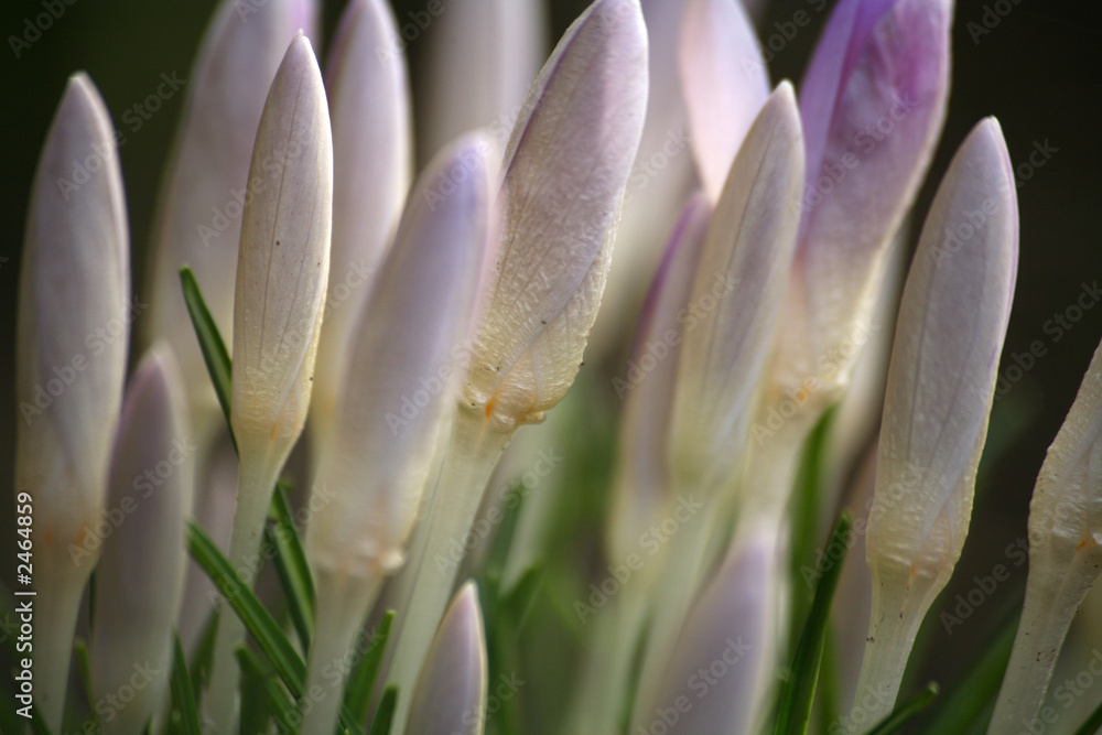krokusse krokusse
