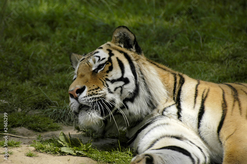tiger looking