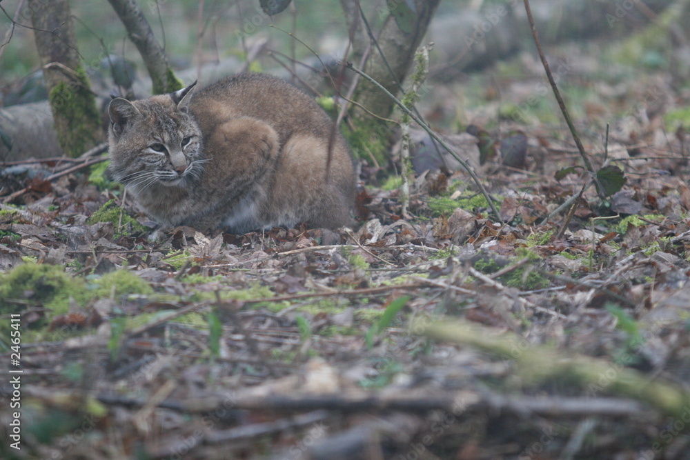 Naklejka premium lynx roux (bobcat) en forêt
