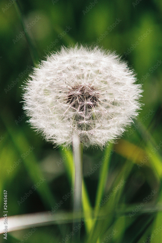 pusteblume pusteblume