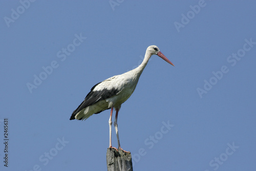 stork