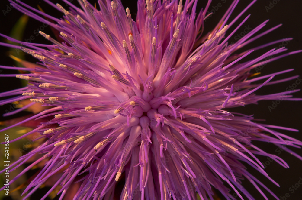 Fototapeta premium fogo de artificio