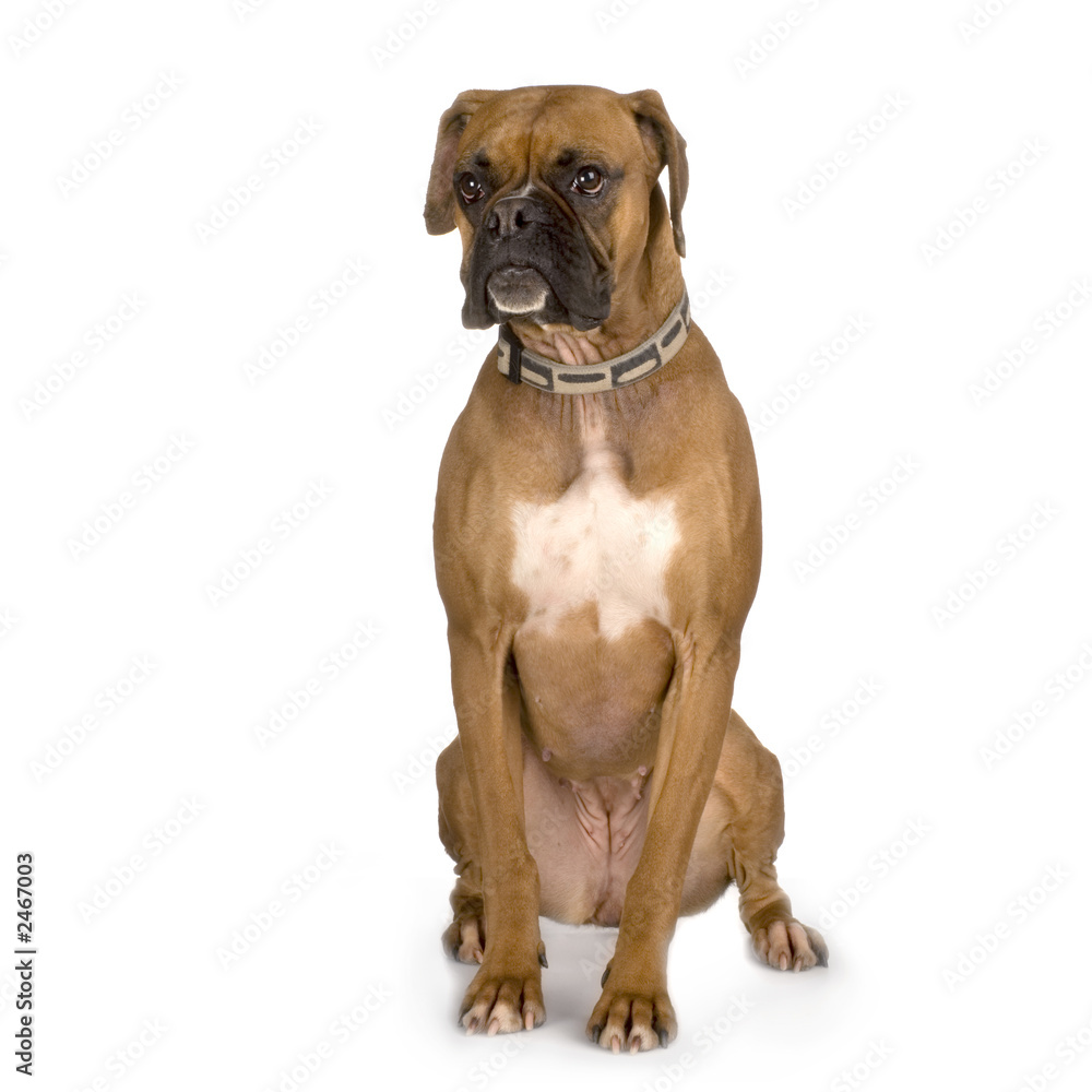 boxer boxer