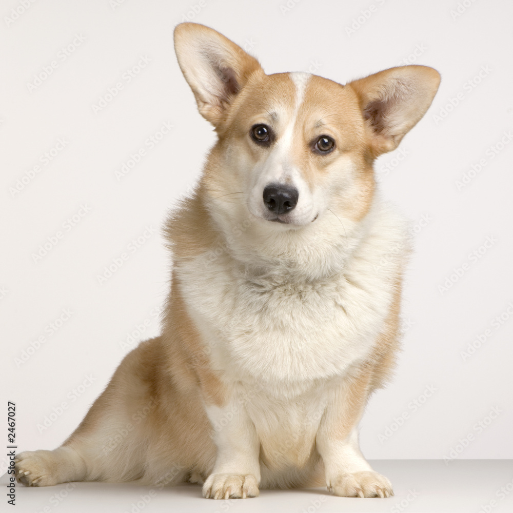 cardigan welsh corgi cardigan welsh corgi