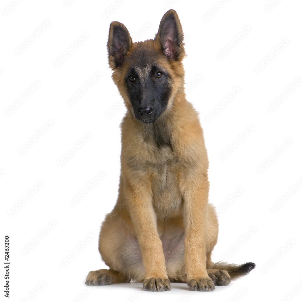 chiot tervuren chiot tervuren