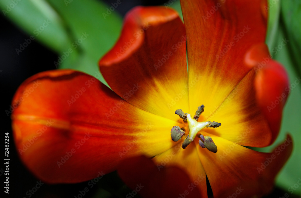 tulip 01 tulip 01