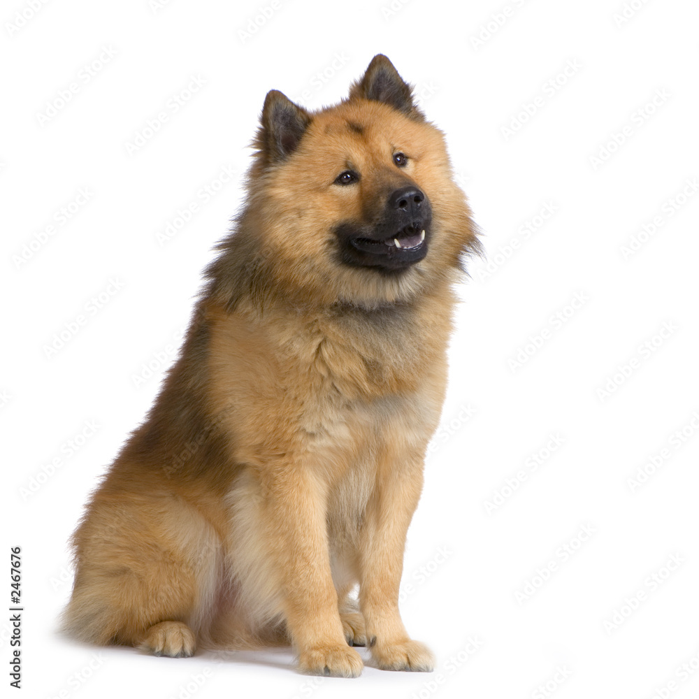eurasier eurasier