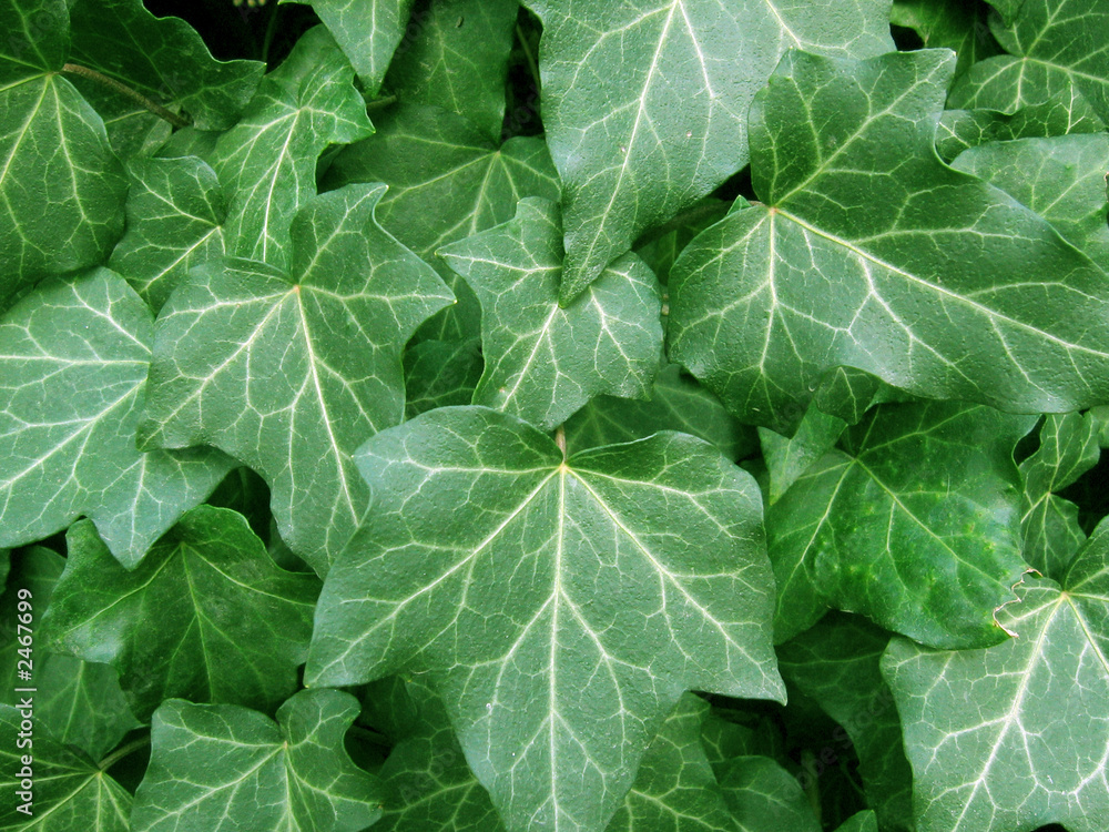 green leaves