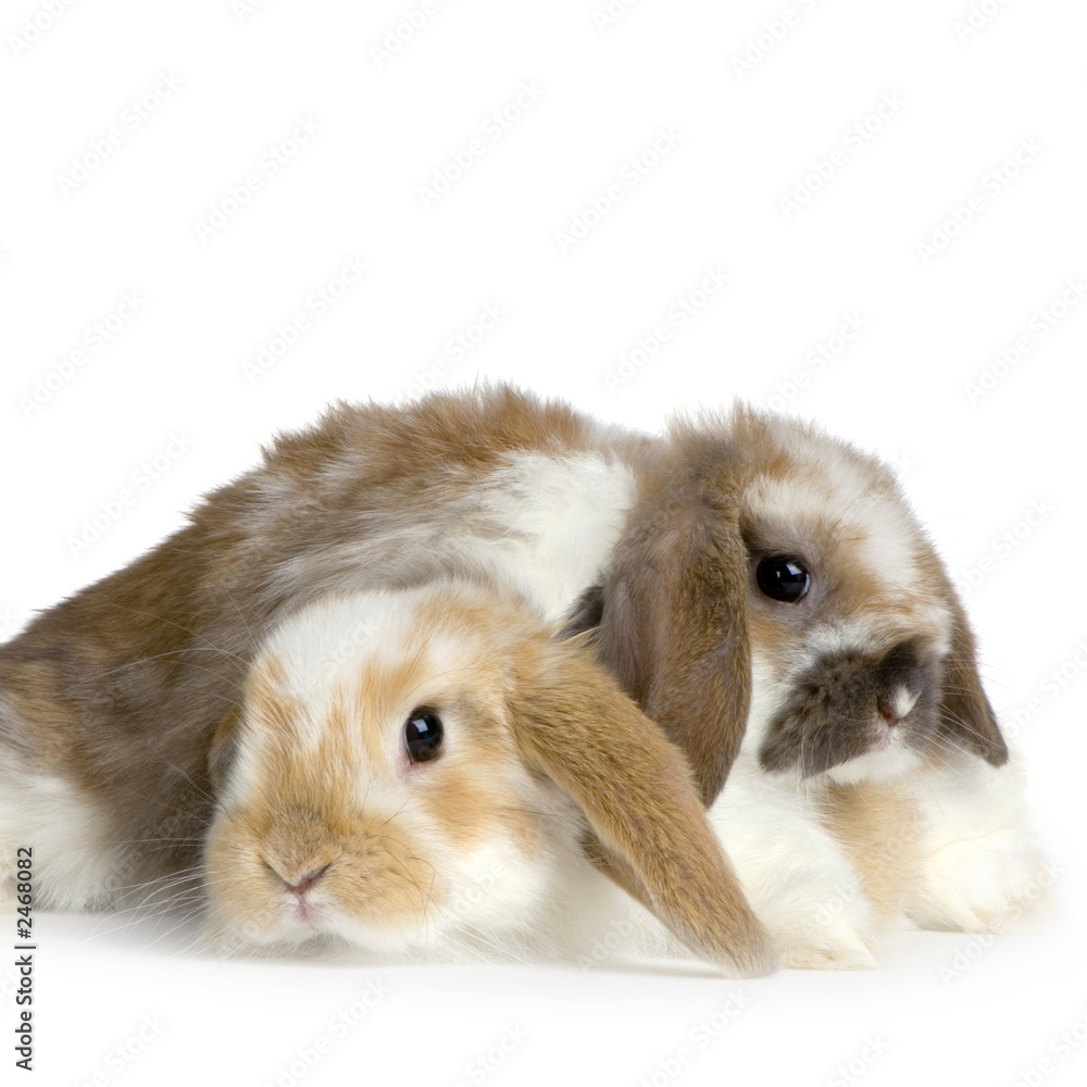 deux lapereaux de lapin bélier sur fond blanc deux lapereaux de lapin bélier sur fond blanc