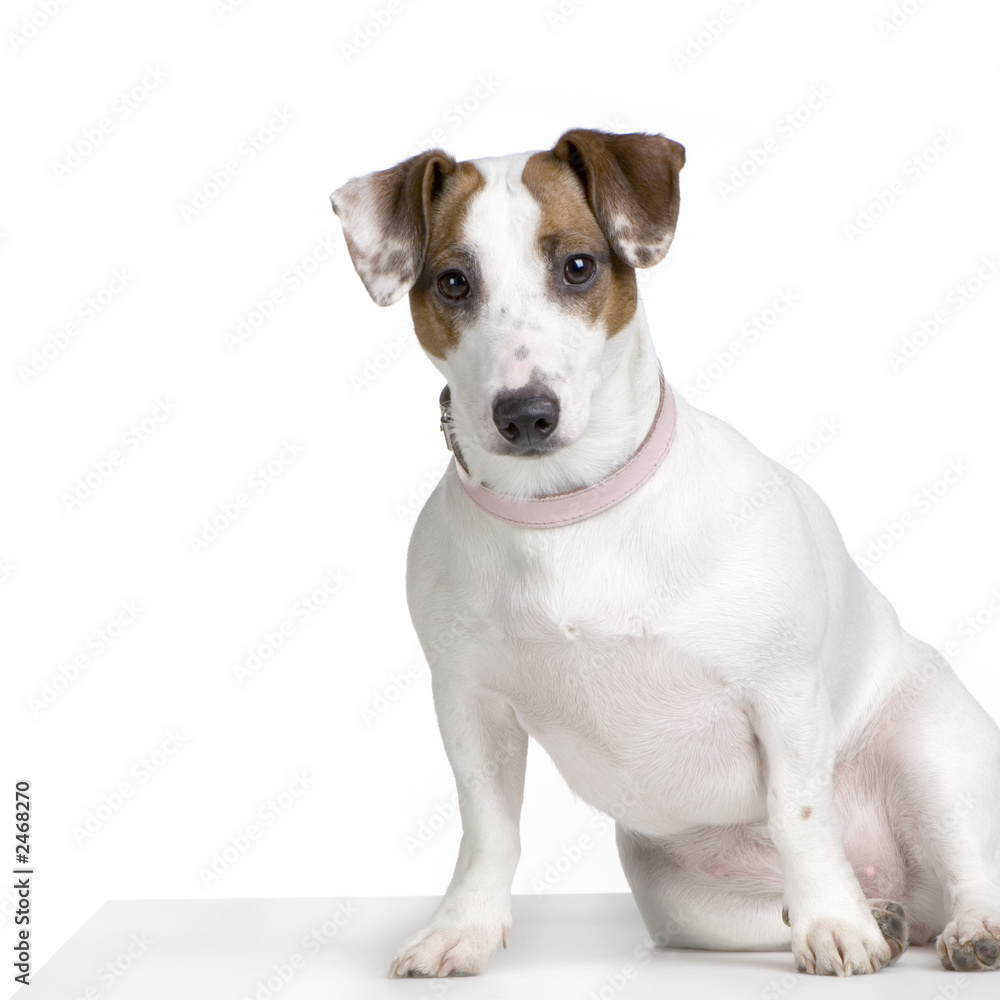 jack russel