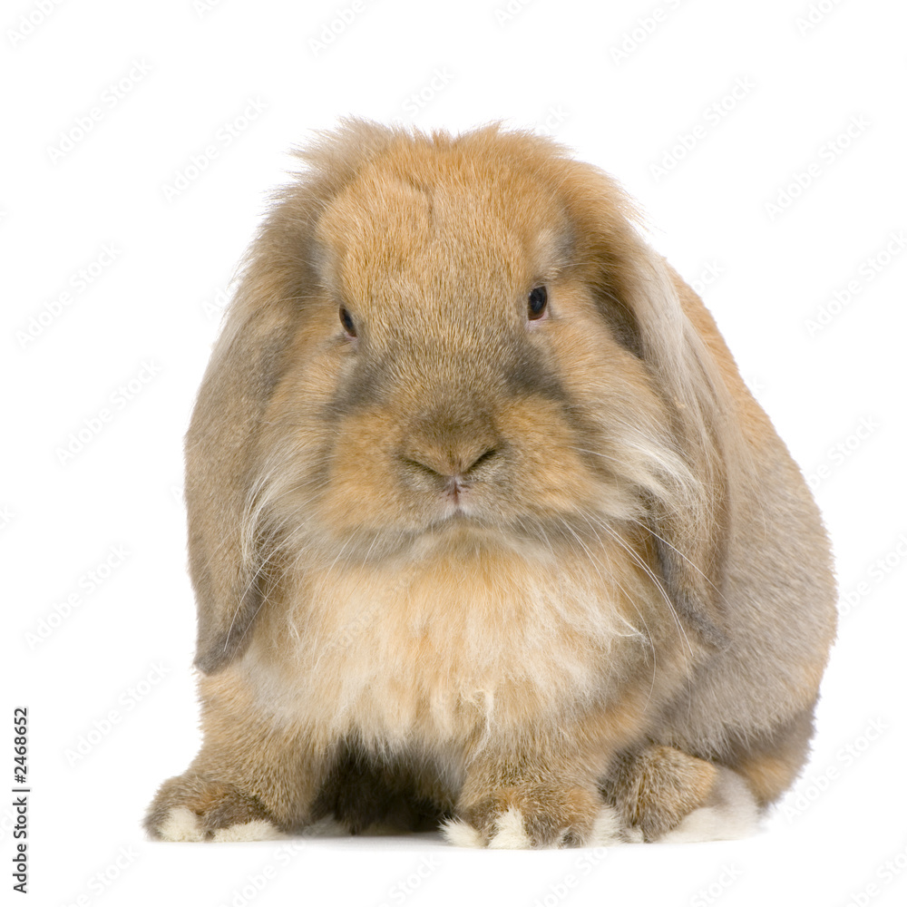 lapin bélier sur fond blanc lapin bélier sur fond blanc