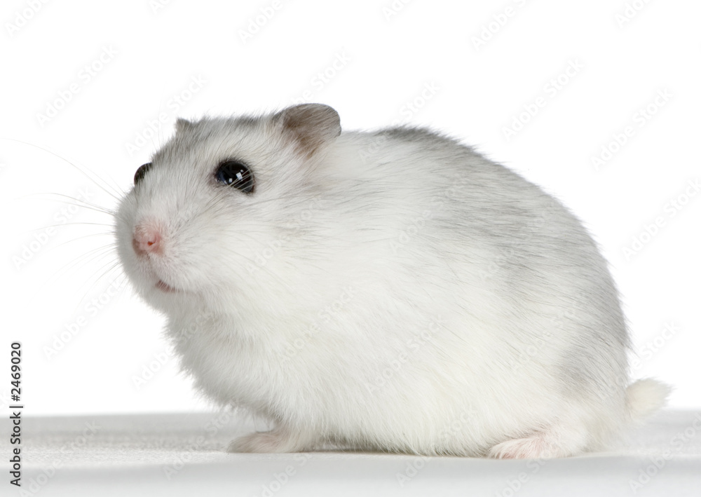 hamster russe perle
