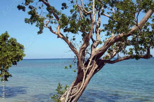 Fototapeta Naklejka Na Ścianę i Meble -  jamaica coastline